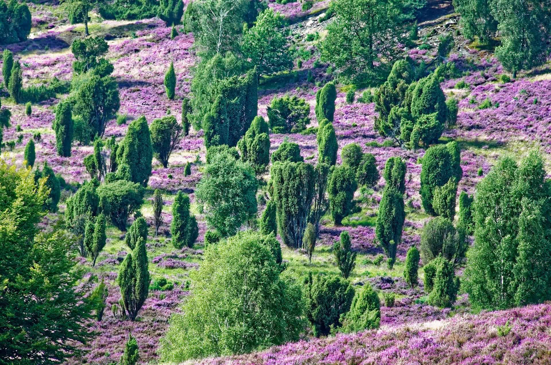 Heideblüte in der Lüneburger Heide